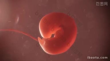 胚胎过程的出生